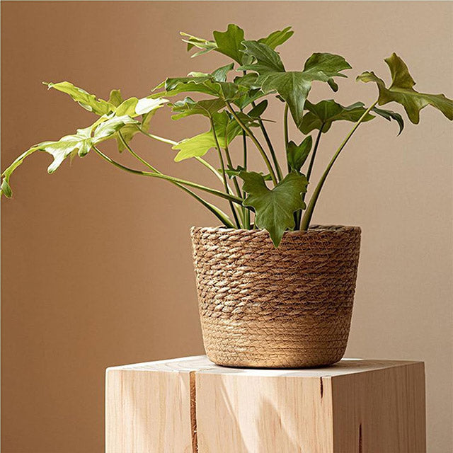 Cache-Pot pour Plantes et Fleurs Intérieur et Extérieur