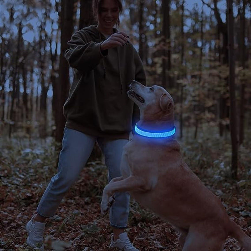 Collier pour chien lumineux et rechargeable