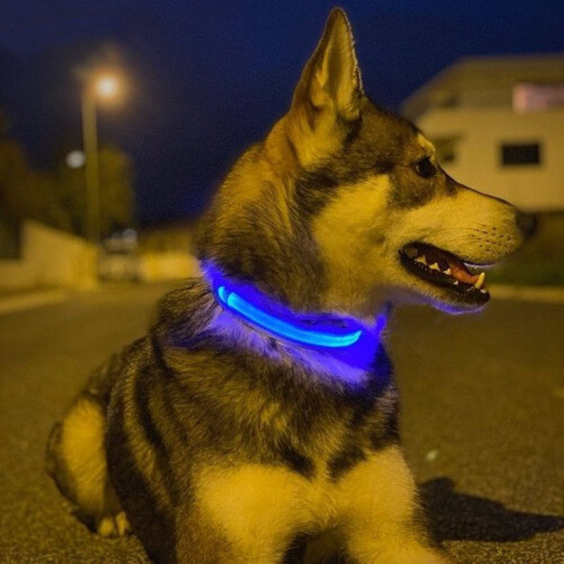 Collier pour chien lumineux et rechargeable