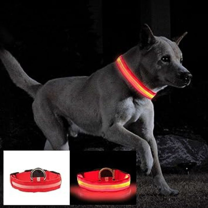 Collier pour chien lumineux et rechargeable