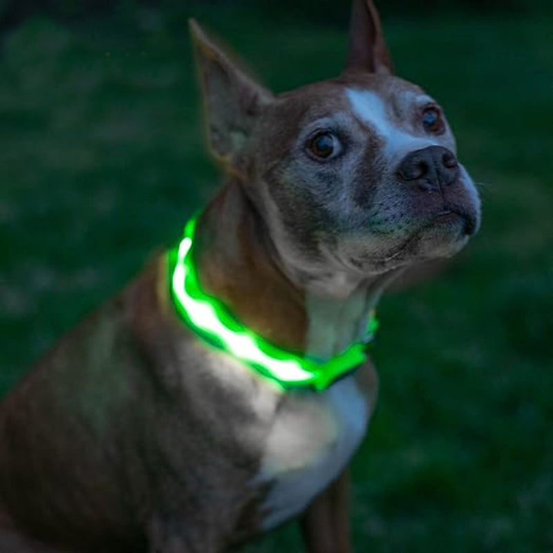 Collier pour chien lumineux et rechargeable