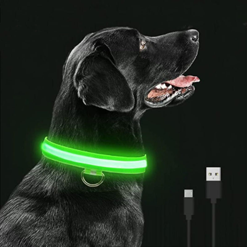 Collier pour chien lumineux et rechargeable